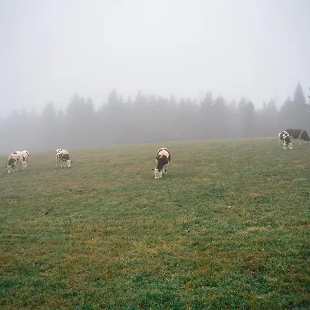Turnovska Korenov